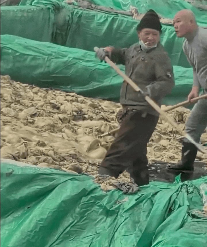 ‘담배·침 뱉기’ 논란 中절임배추 공장 대표, 벌금 2억원에 영업정지