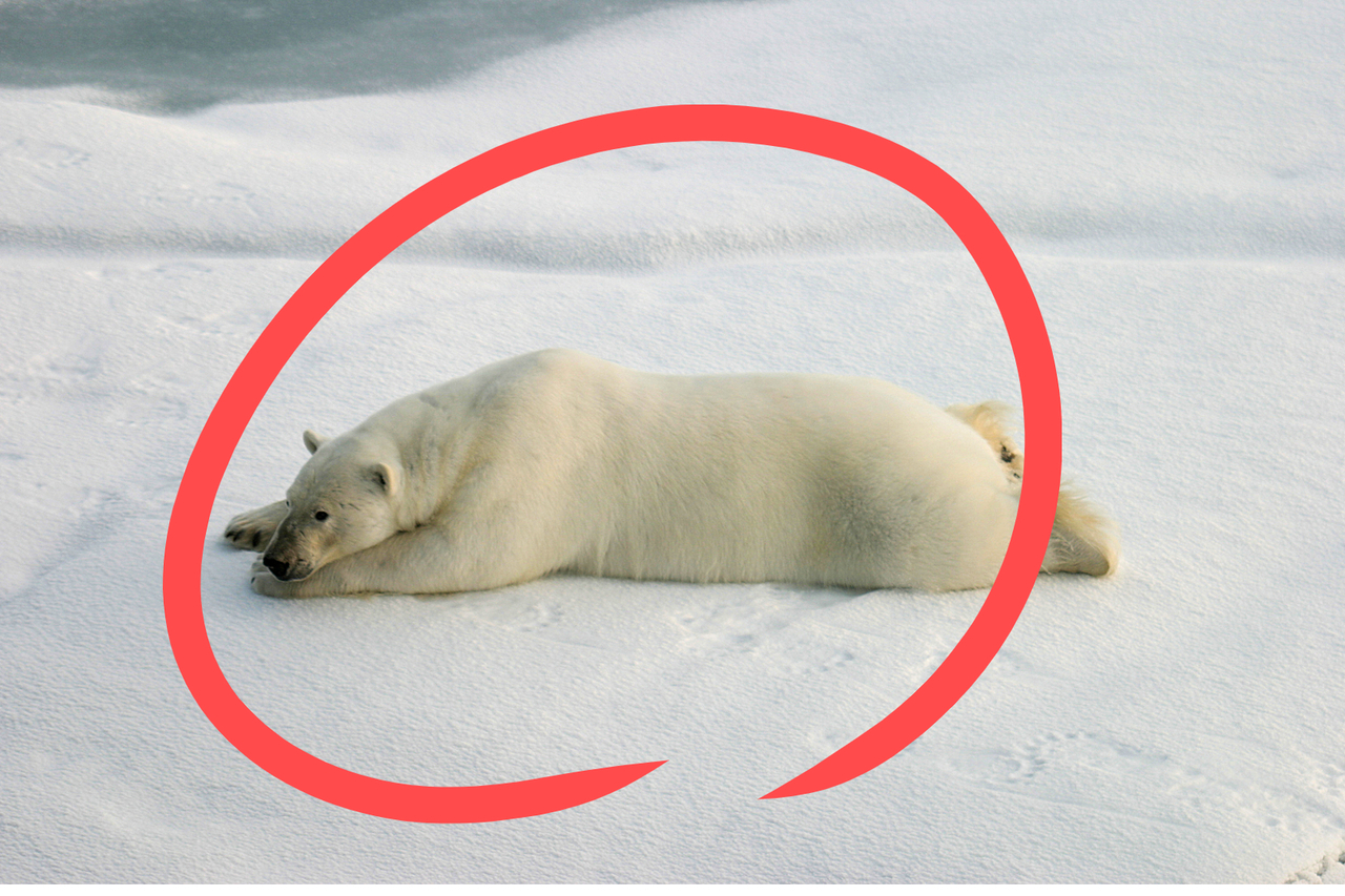 “굶어 죽는다더니” 북극곰, 오히려 살쪘다고?…‘충격’ 진실, 알고 보니 [지구, 뭐래?]